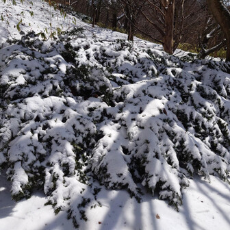金剛山・二上山・大和葛城山 こちらも雪かぶりの...なんだ？

ヒノキかスギかどっちか！(*´艸`)