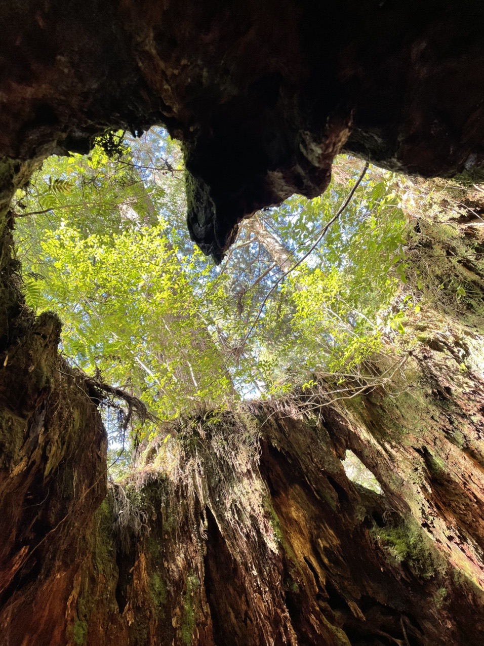 ウィルソン株 縄文杉 ミキティさんの屋久島 宮之浦岳の活動データ Yamap ヤマップ