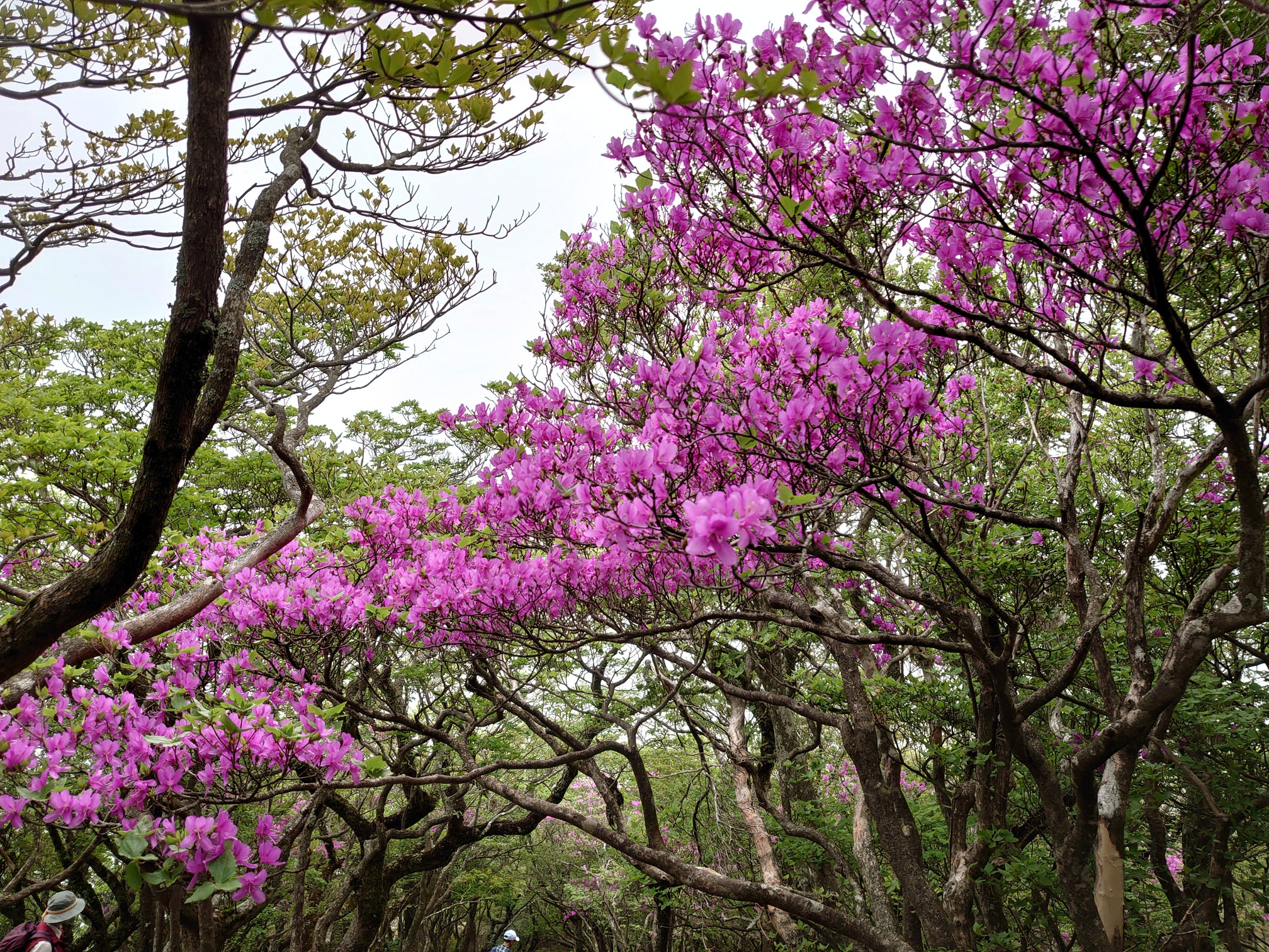 3 100 天城山は時計回りで 馬酔木は終 躑躅と石楠花は満開 こっとさんの天城山 鉢ノ山 三筋山の活動データ Yamap ヤマップ