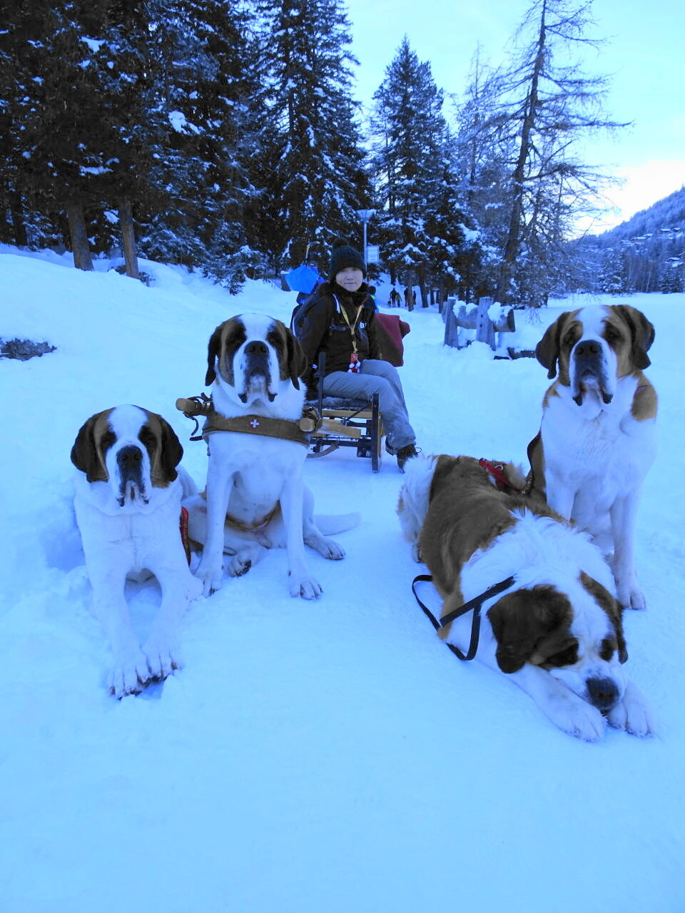 欧州散歩 １０ セントバーナード犬と散歩 ほーぷ さんのローザンヌの活動データ Yamap ヤマップ