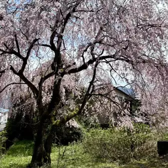 途中で出会った満開の枝垂れ桜🌸。