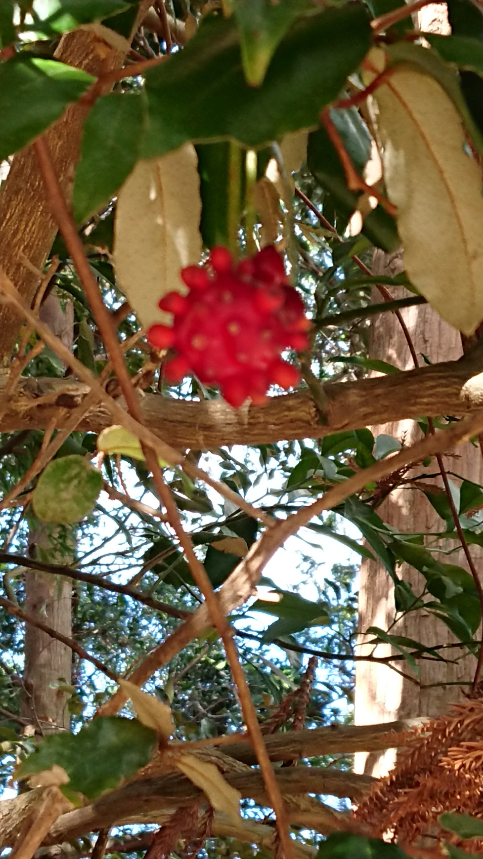 サネカズラ 花言葉 再開 好機をつか ぷっくりあっきーさんのモーメント Yamap ヤマップ