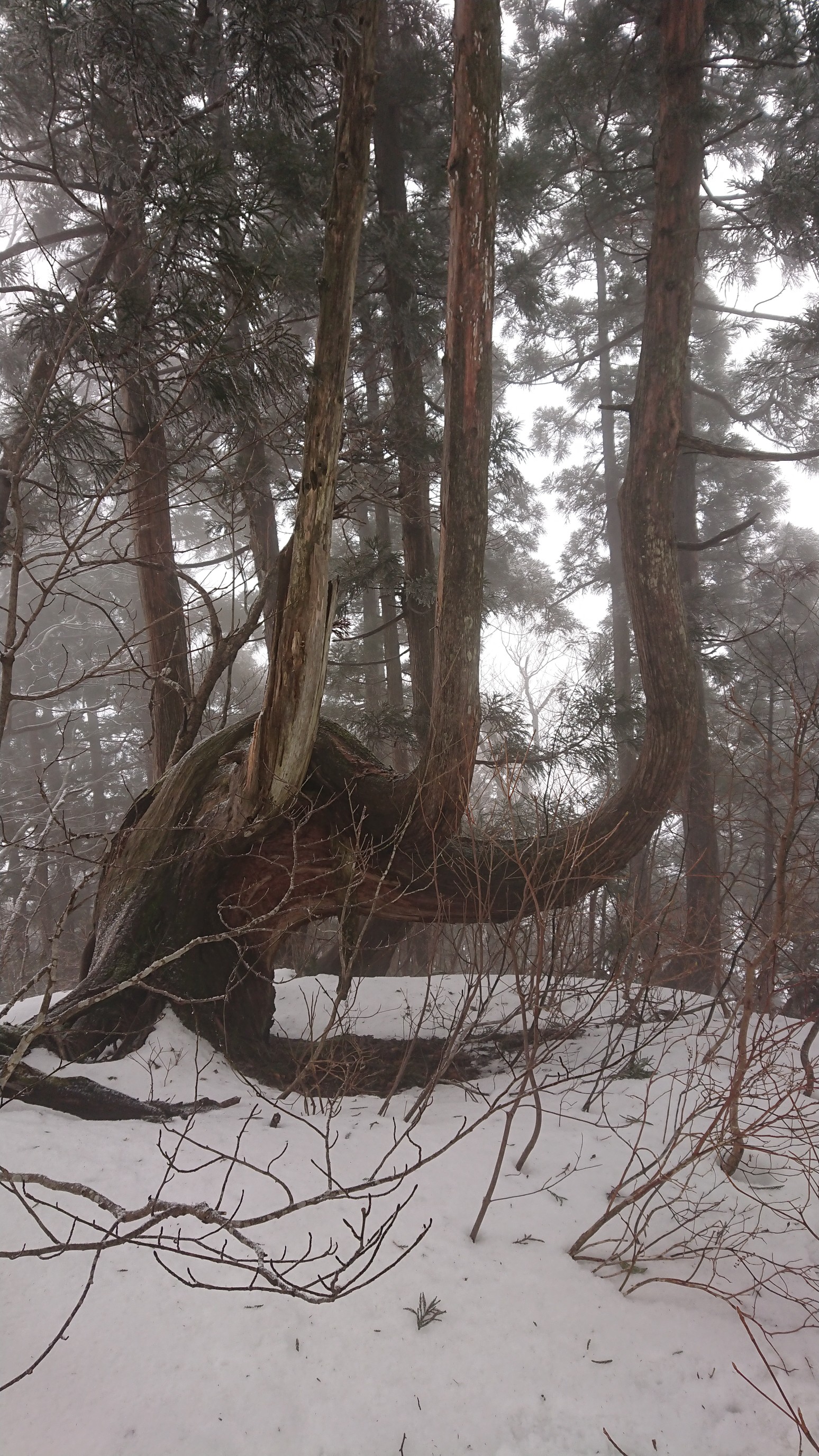 木六山・銀次郎山 凄い木だよね
生きる力を感じる
だてなおとさんも撮っていた杉