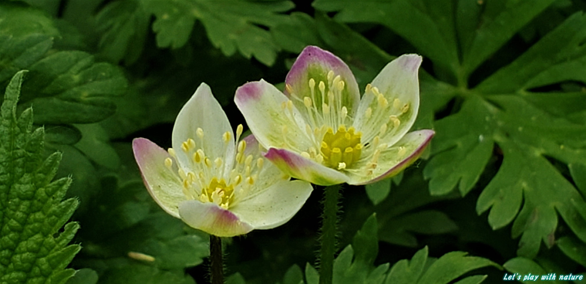 上高地 みどりのニリンソウに会いに行く プミラさんの槍ヶ岳 穂高岳 上高地の活動データ Yamap ヤマップ