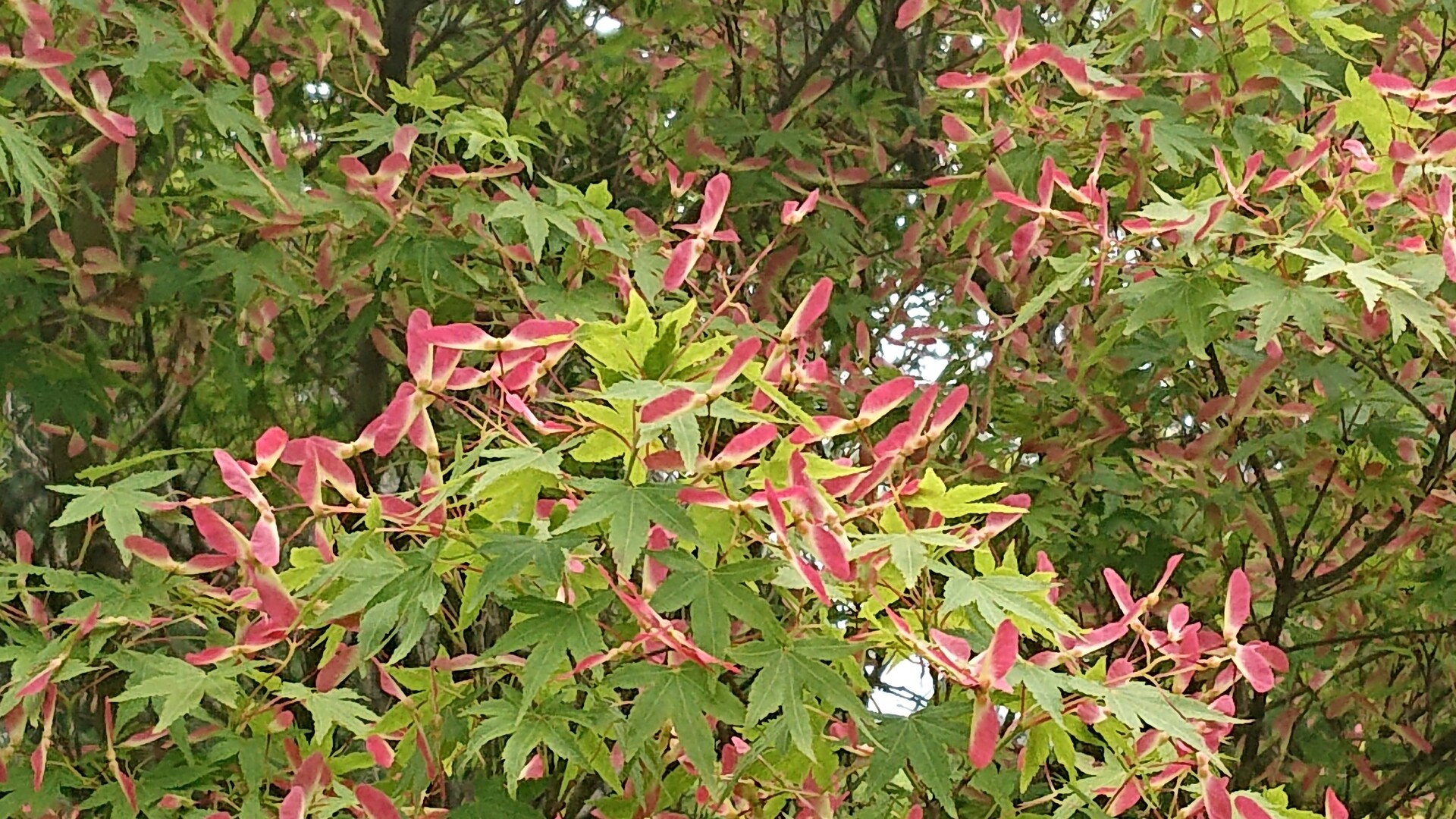 冠岳(鹿児島県いちき串木野市)20200505 / ハゲタカさんの冠岳の活動データ YAMAP / ヤマップ