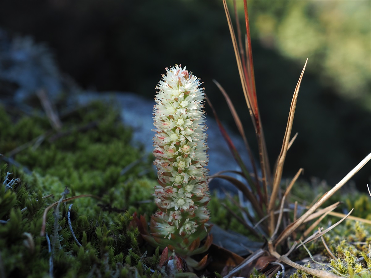 黒髪山のヤツガシラ うらさんの黒髪山 青螺山の活動日記 Yamap ヤマップ