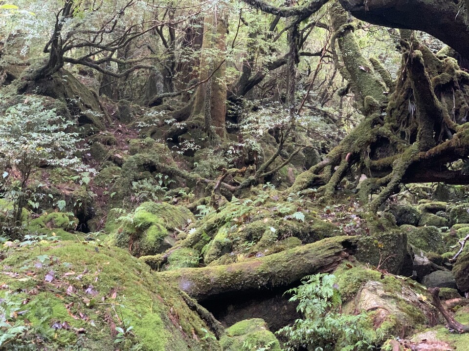 屋久島 1泊2日縄文杉 白谷雲水峡 屋久島 宮之浦岳の写真12枚目 Yamap ヤマップ