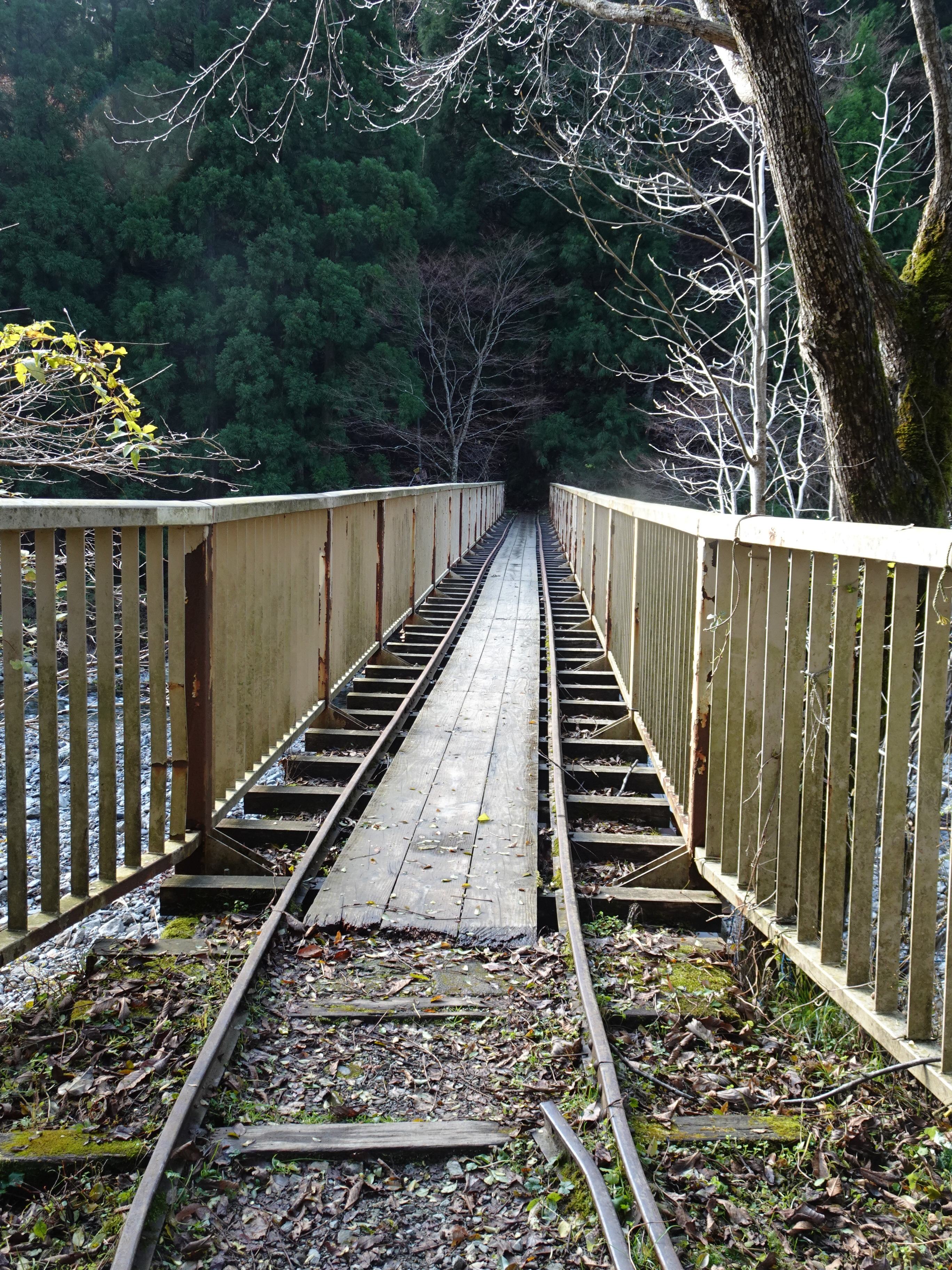 芦生の森のトロッコ道散策 おけいさんの美山川の活動日記 Yamap ヤマップ