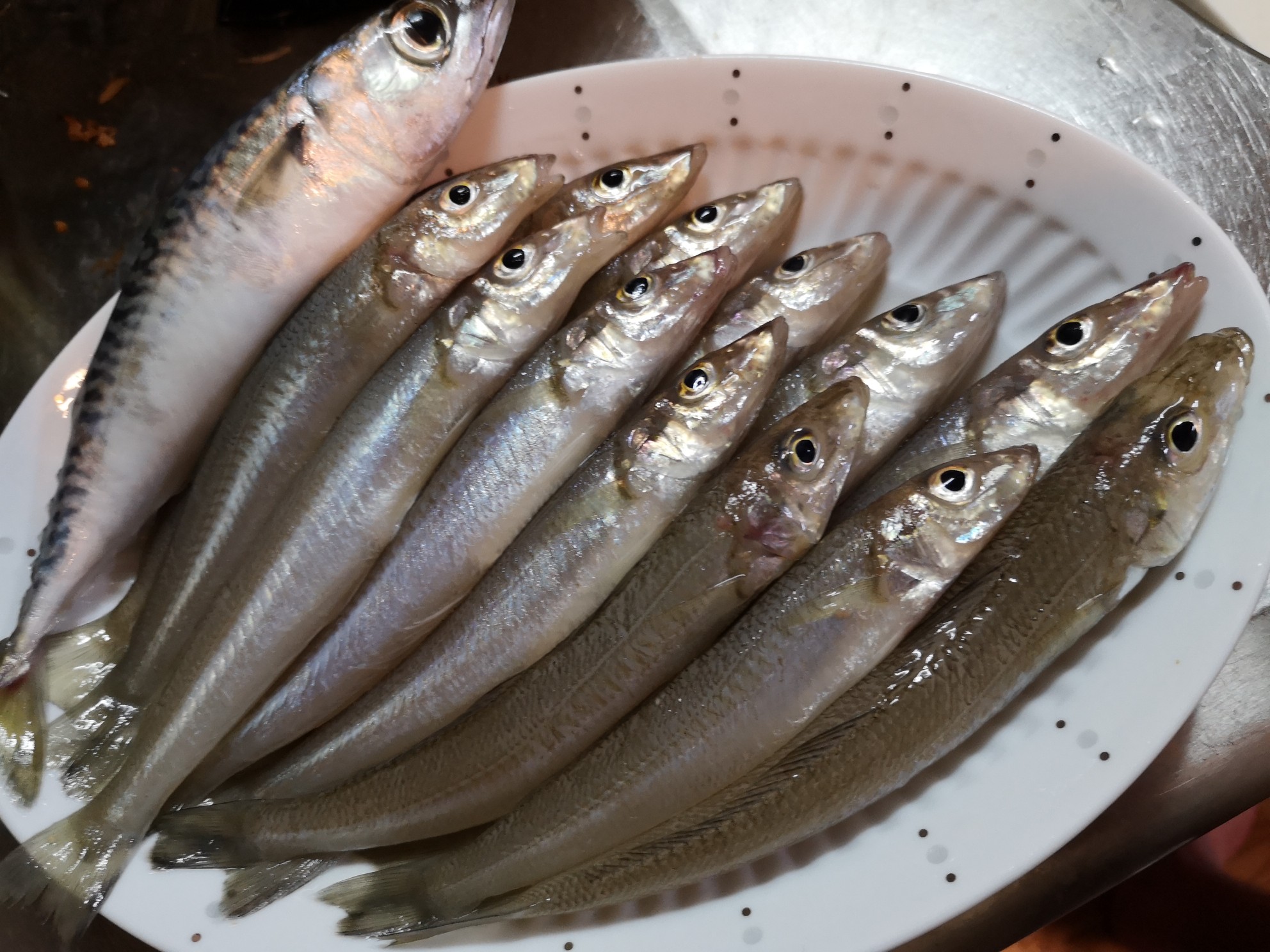 釣行 吉良ー師崎沖 キス釣り Huru11さんの知多半島 任坊山 本宮山 鍋山 の活動日記 Yamap ヤマップ