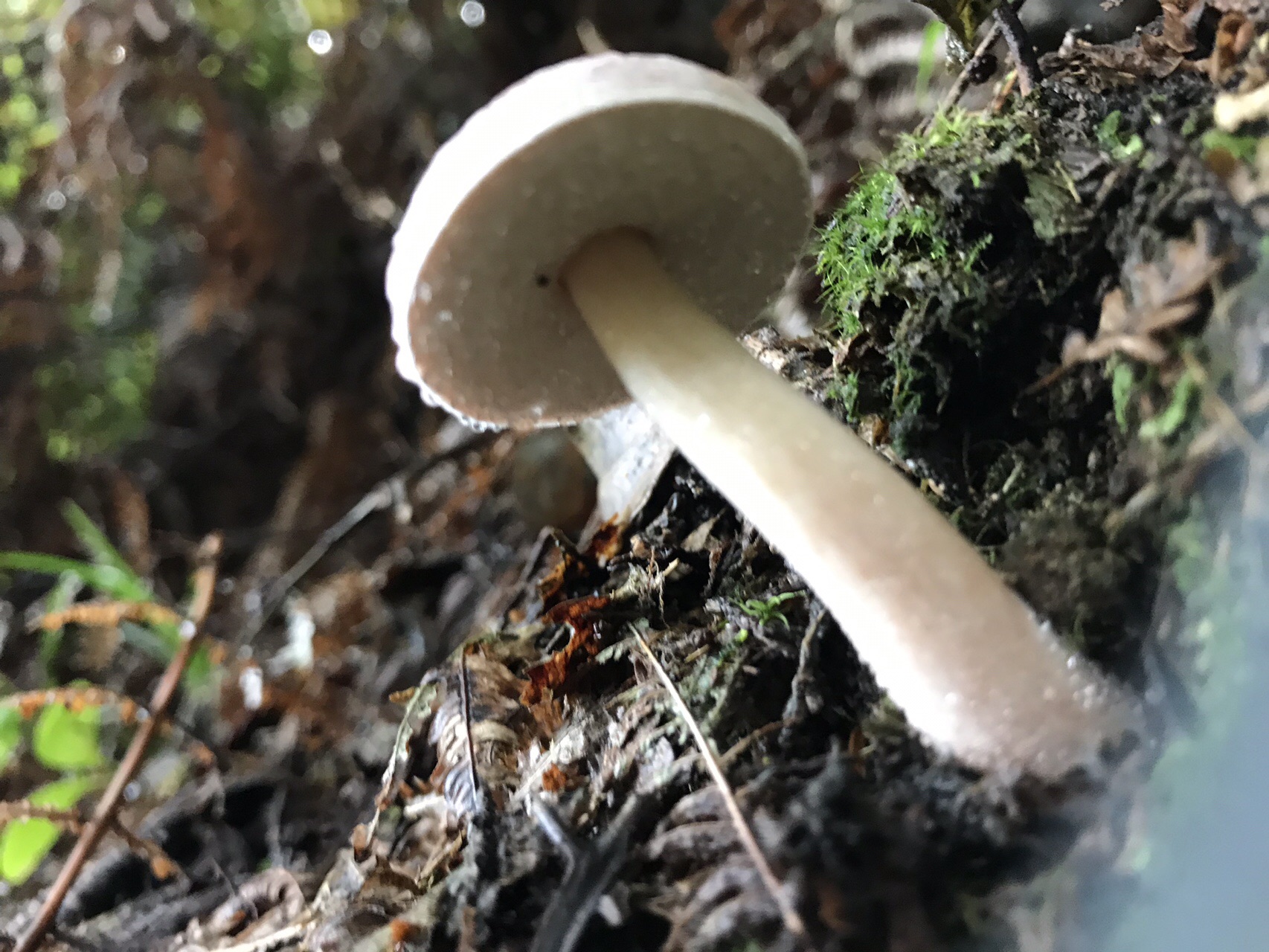 谷上山 愛媛森林公園 きのこ探訪 19 08 25 元気うさぎさんの谷上山の活動日記 Yamap ヤマップ