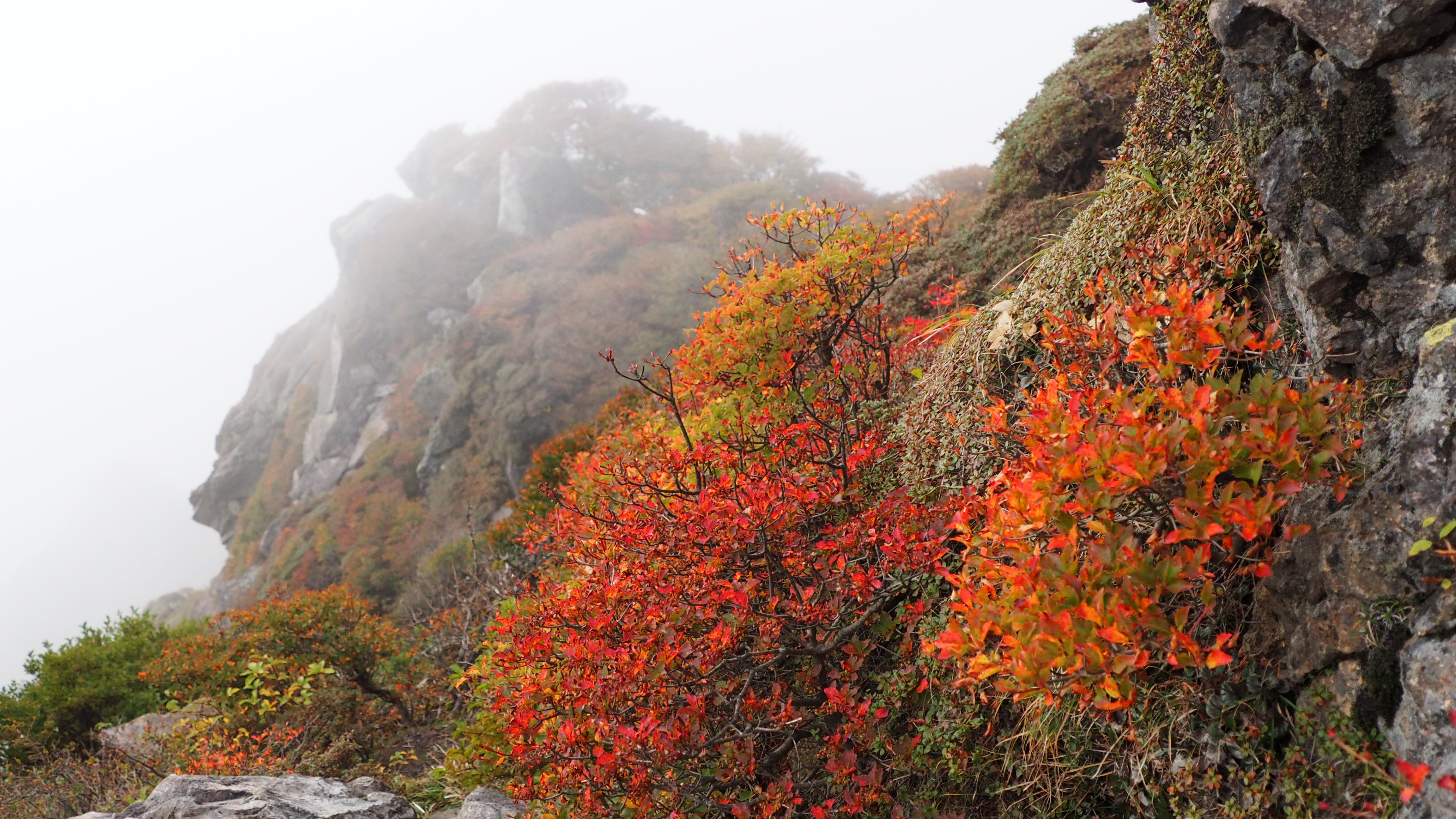 大船山紅葉偵察と夕駆け シメオンさんの九重山 久住山 大船山 星生山の活動データ Yamap ヤマップ