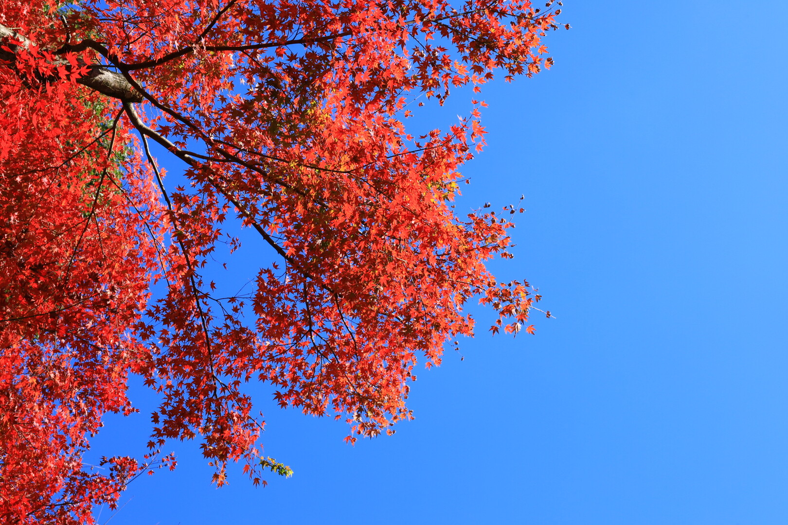 大興善寺と御船山楽園の紅葉は見頃です 九千部山 石谷山の写真3枚目 赤と青 Yamap ヤマップ