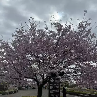 塔ノ岳から下りてきて、ビジターセンターの桜を。
キレイに撮れないなぁ。