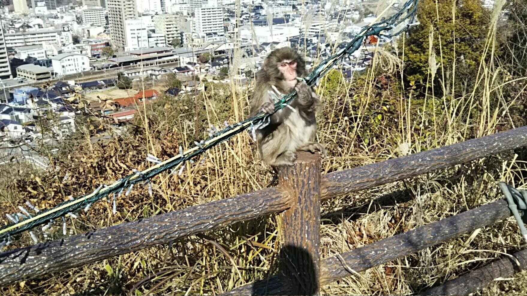 象頭山・長者山・東山・三才山 / セルベッサさんの山口市の活動データ YAMAP / ヤマップ