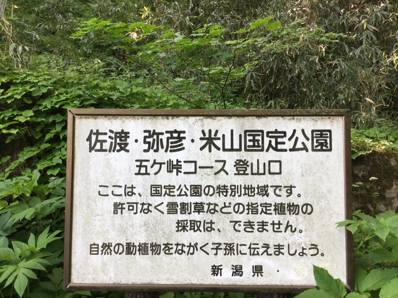 角田山 五ヶ峠コース 2021 05 15 パッピィさんの角田山の活動データ Yamap ヤマップ