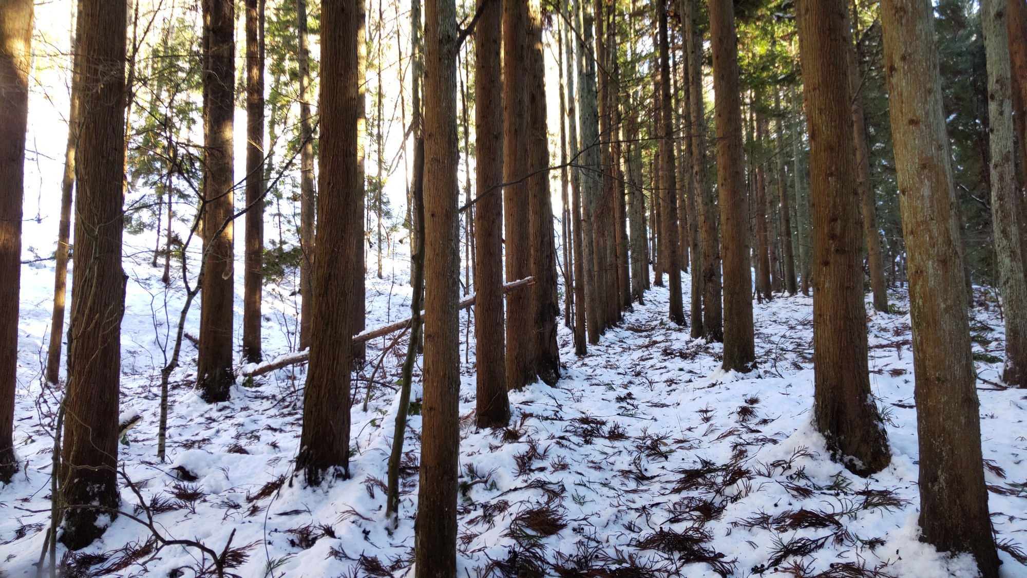いつもの山へツボ足登山 Zaomonsさんの山形市の活動データ Yamap ヤマップ