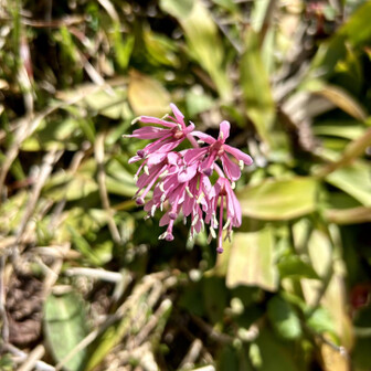 荒島岳 ショウジョウバカマ