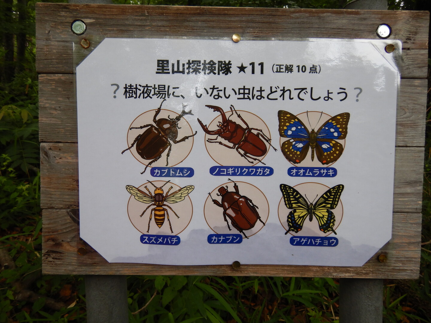 オオムラサキの羽化が始まっています Ceriseさんの甲州街道 韮崎宿 台ヶ原宿 の活動日記 Yamap ヤマップ