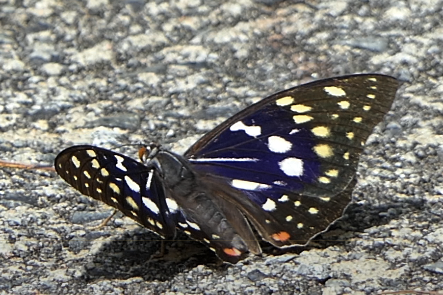 大山オオムラサキ行』#国蝶