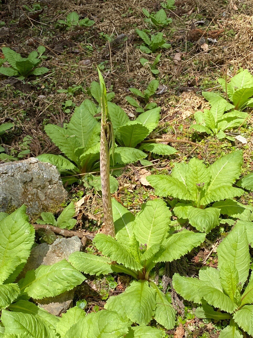 鍔市ダムから小金ヶ嶽周回 あるまるうるさんの御嶽 三嶽 小金ヶ嶽 西ヶ嶽の活動日記 Yamap ヤマップ