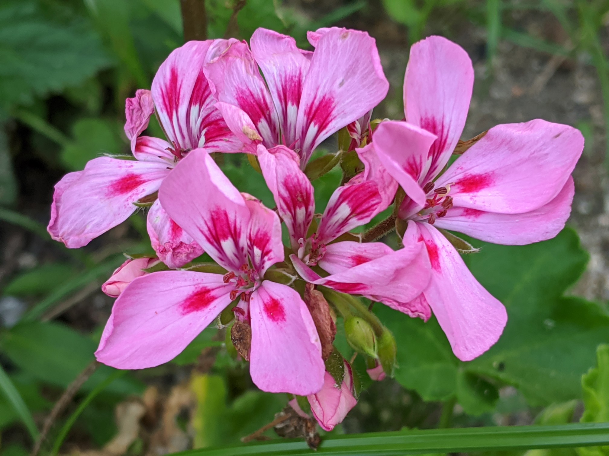 自宅周辺の散歩 色んな花達 ケンさんの唐津市 唐津エリア の活動日記 Yamap ヤマップ