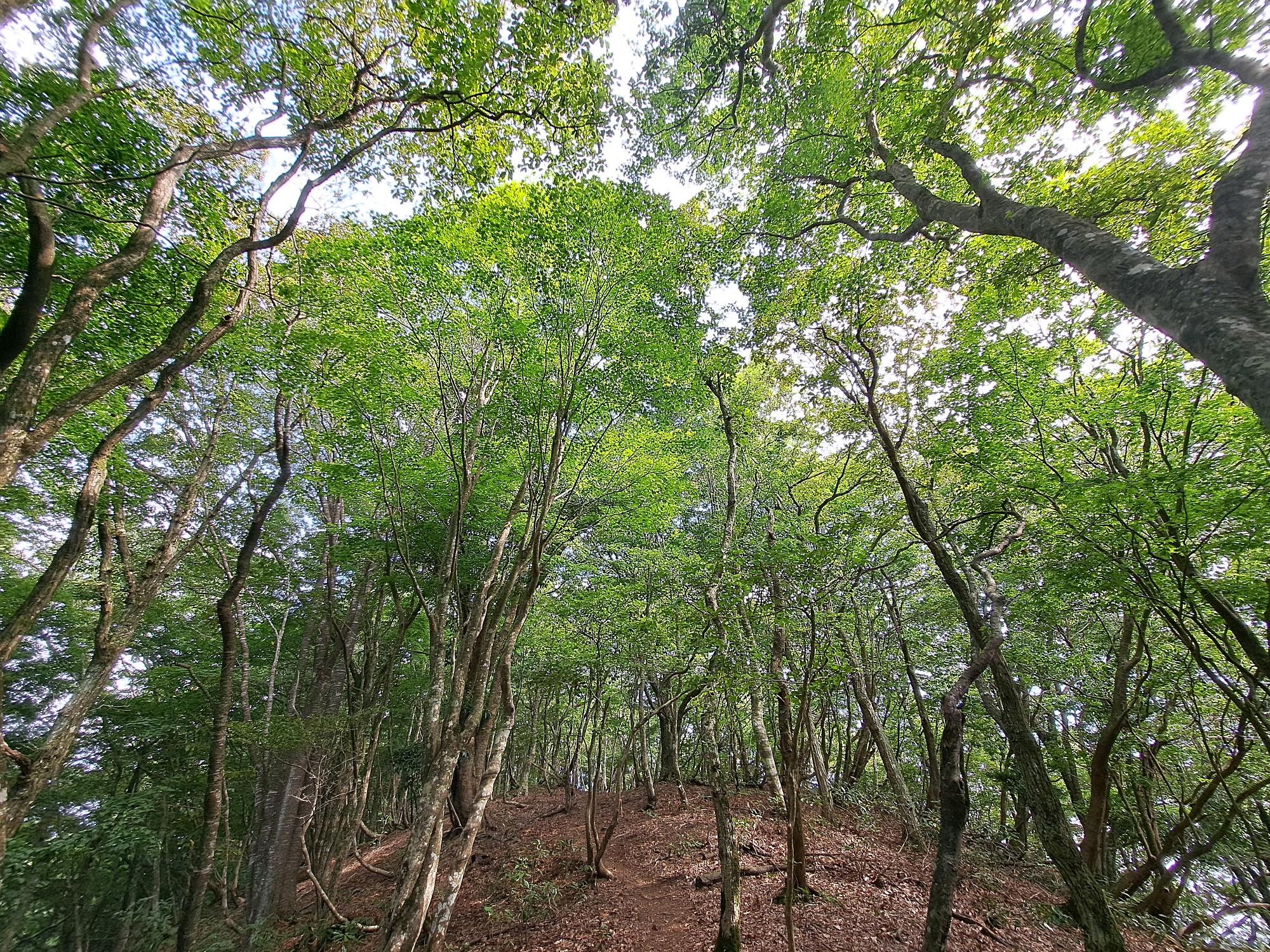 二の谷山 往復コースの地図・登山ルート・登山口情報 | YAMAP / ヤマップ