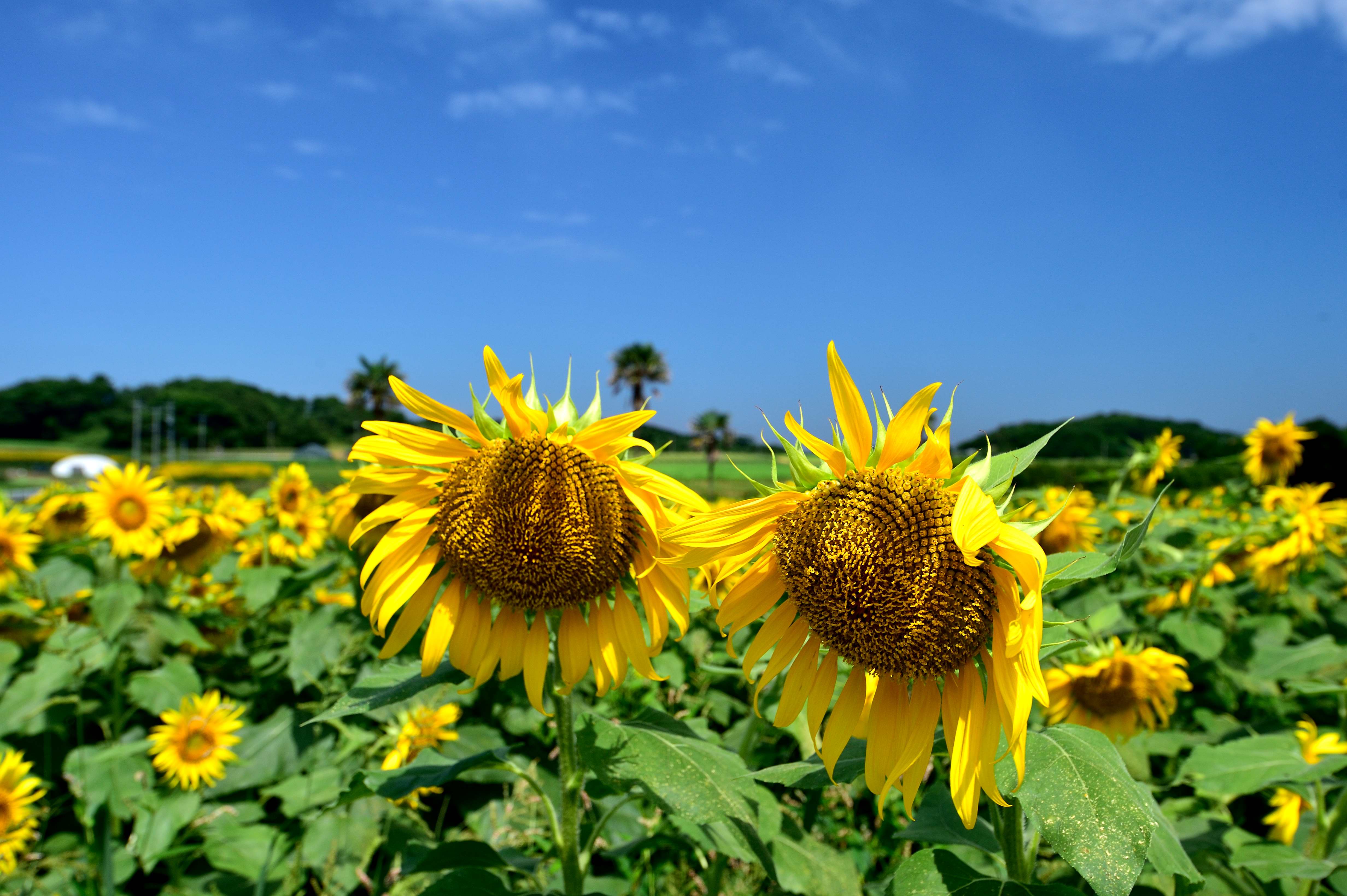 21 07 15北九州のハマユウとひまわり Shortgame Instaさんの北九州市 八幡西区 若松区 の活動日記 Yamap ヤマップ