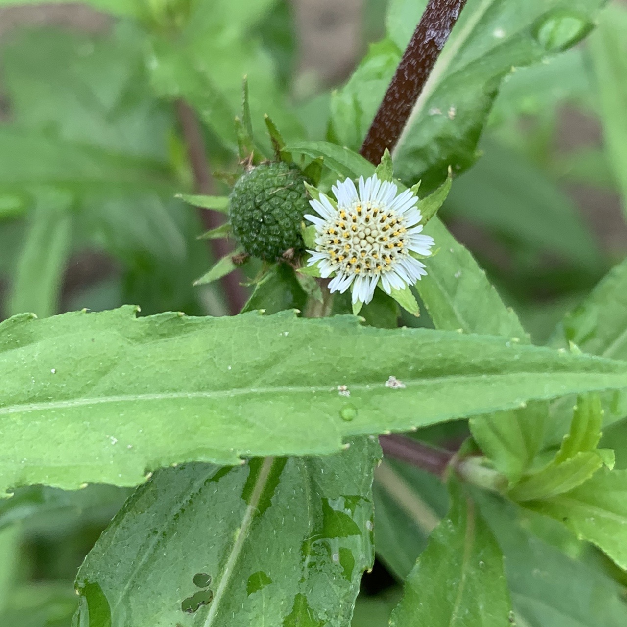 今日も野に咲く花探し とっこさんの鳥屋山の活動日記 Yamap ヤマップ