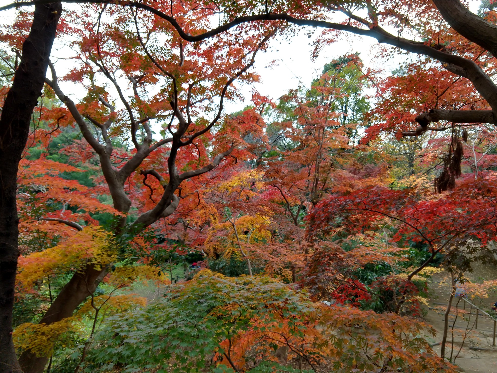 等々力渓谷 紅葉見頃かな 12 10 ホッチーヨッシーさんの東京都23区 南エリアの活動データ Yamap ヤマップ