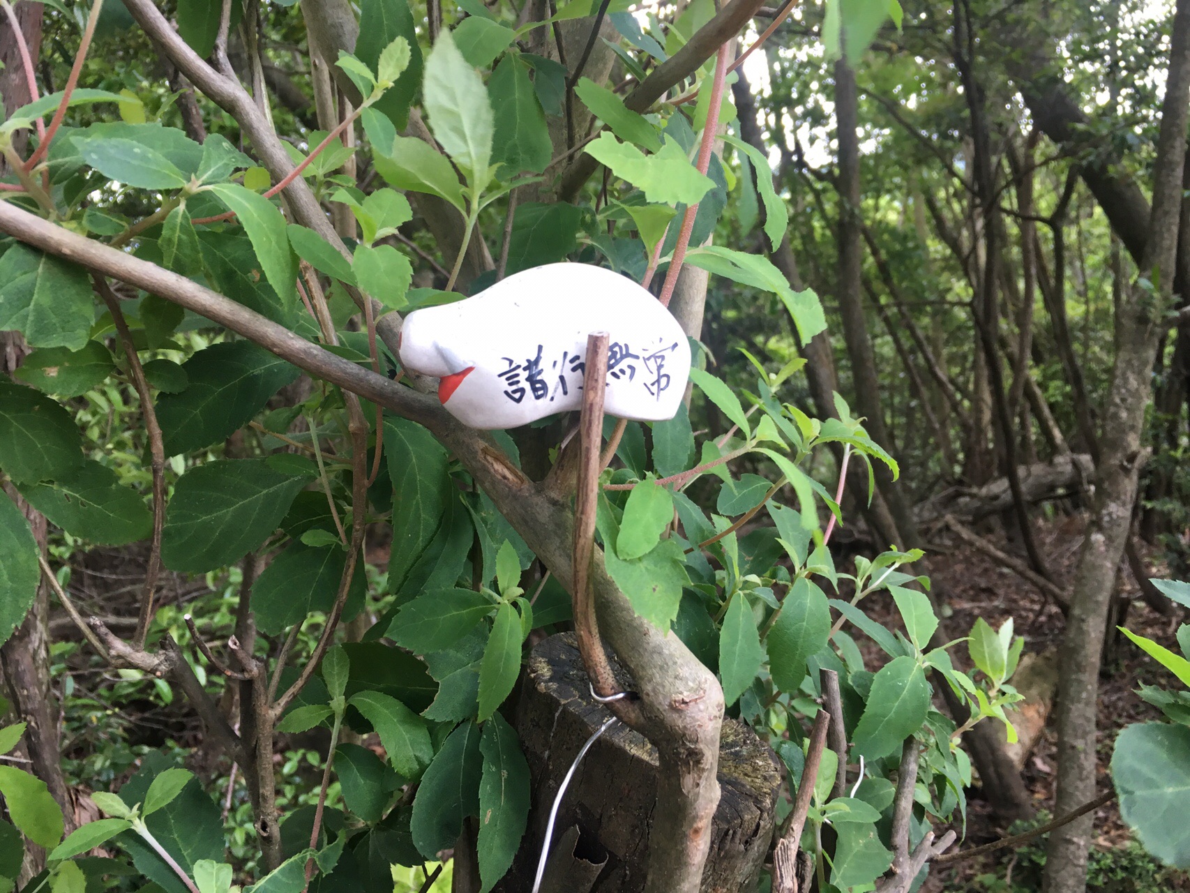 なお虎 山科一周トレイル ペアの部 に参加してみる なお虎さんの音羽山 京都 滋賀 醍醐山の活動日記 Yamap ヤマップ