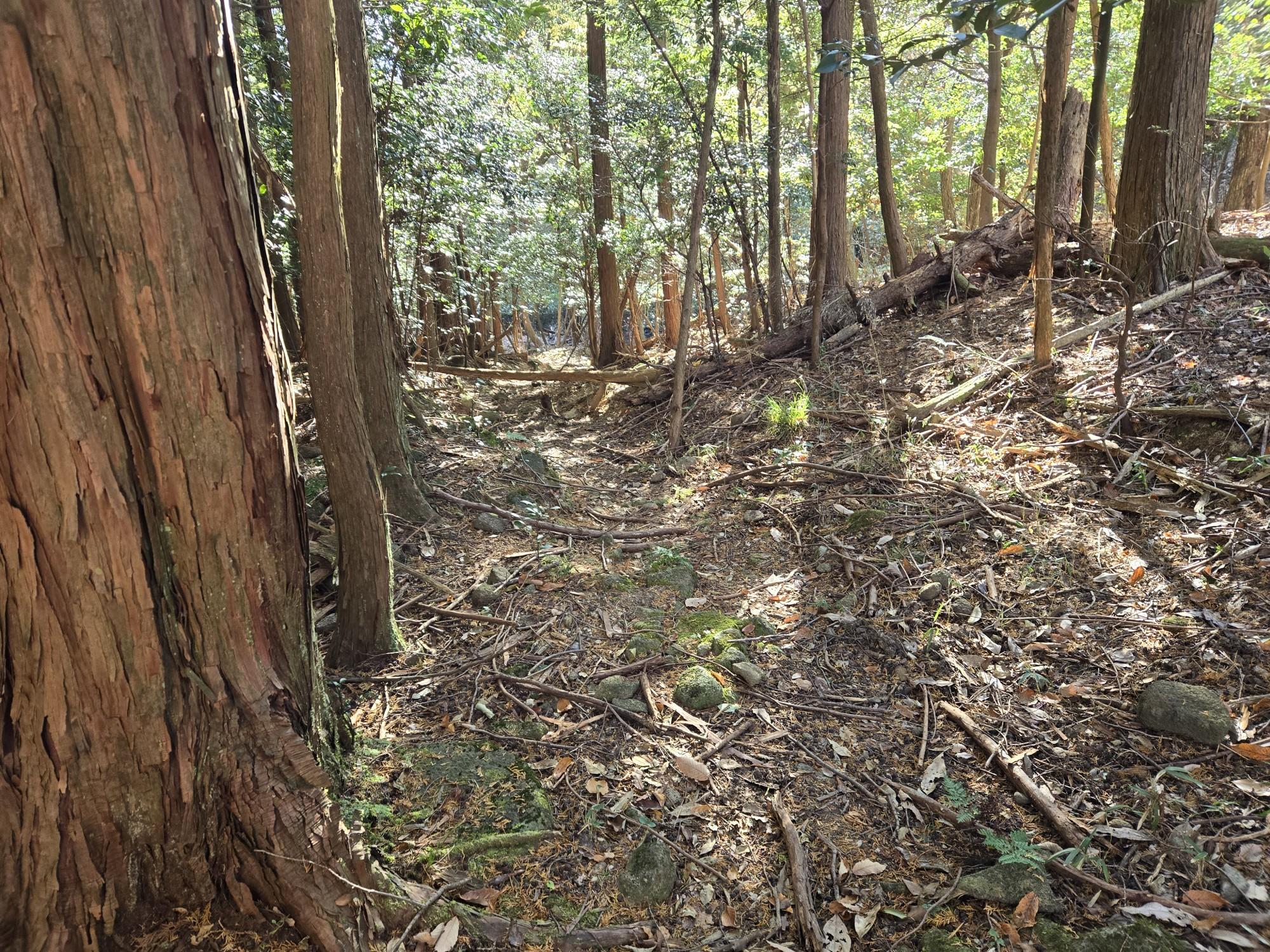 三輪山・巻向山・龍王山 この道は荒れ荒れです歩く🚶人が少ないからでしょうか❓️。