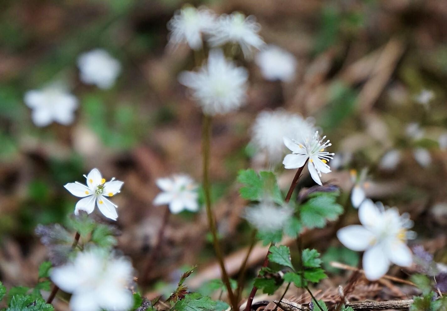 十津川 梅花黄連 / 大峰さんの熊野古道 小辺路の活動データ YAMAP / ヤマップ