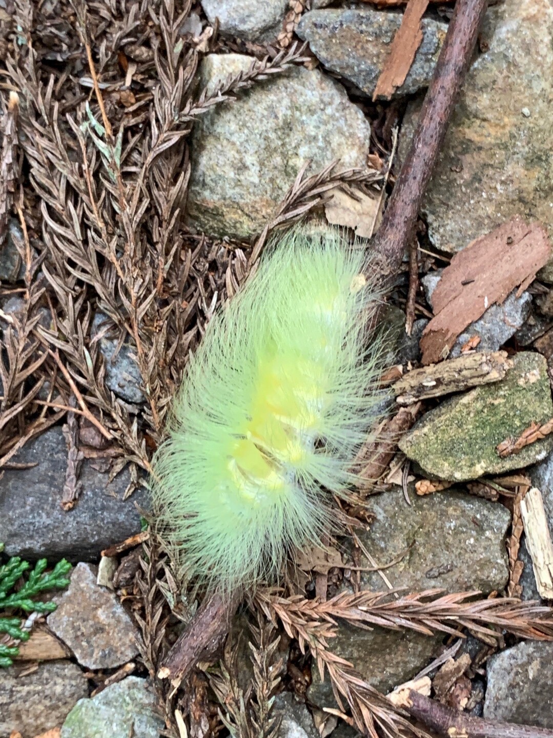 大日山からの風頭山 04 26 本宮山 大日山 風頭山の写真35枚目 綺麗な毛虫 リンゴドクガの幼虫かな Yamap ヤマップ