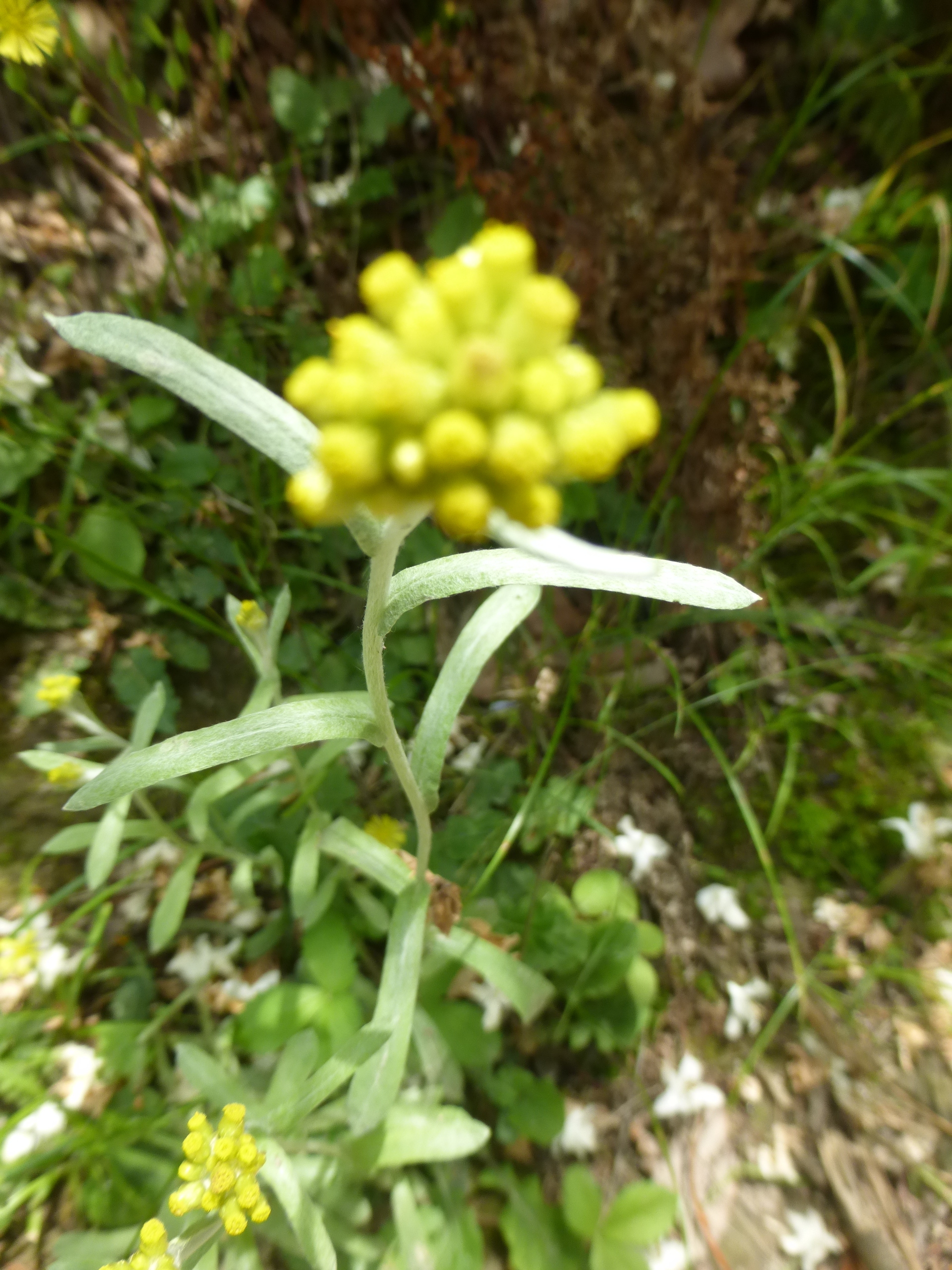地元シリーズ 阿武山から竜仙峠から摂津峡 06 03 あかりさんの竜王山 阿武山の活動データ Yamap ヤマップ