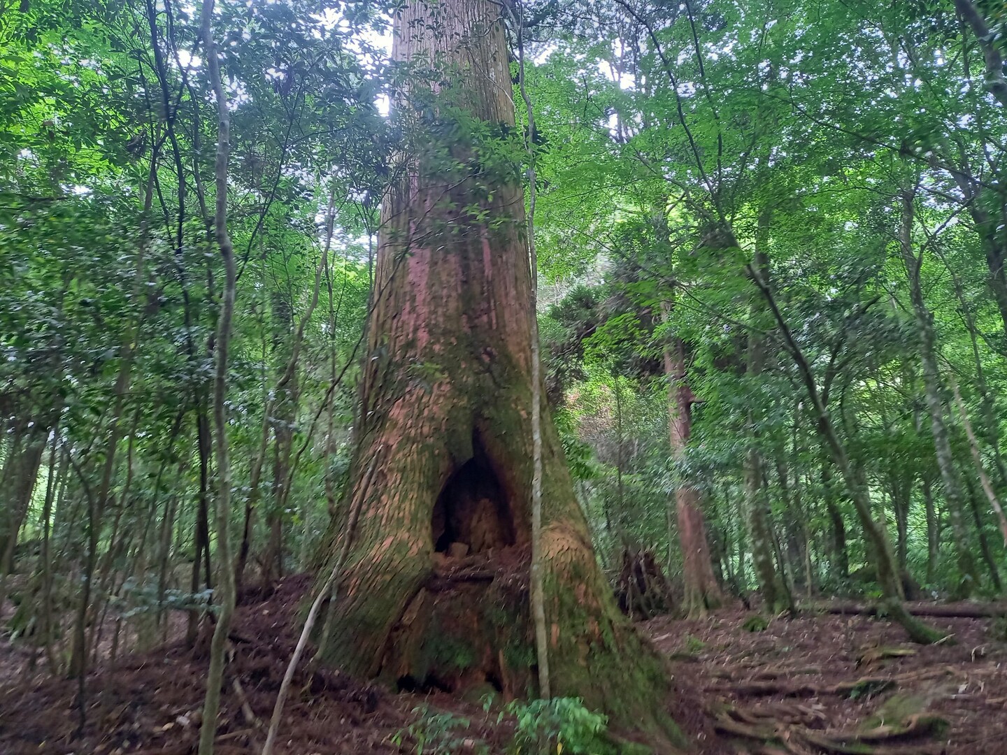 市房山 / 市房山の写真10枚目 YAMAP / ヤマップ