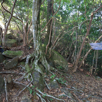 行縢山 明るいほうに登り進むと