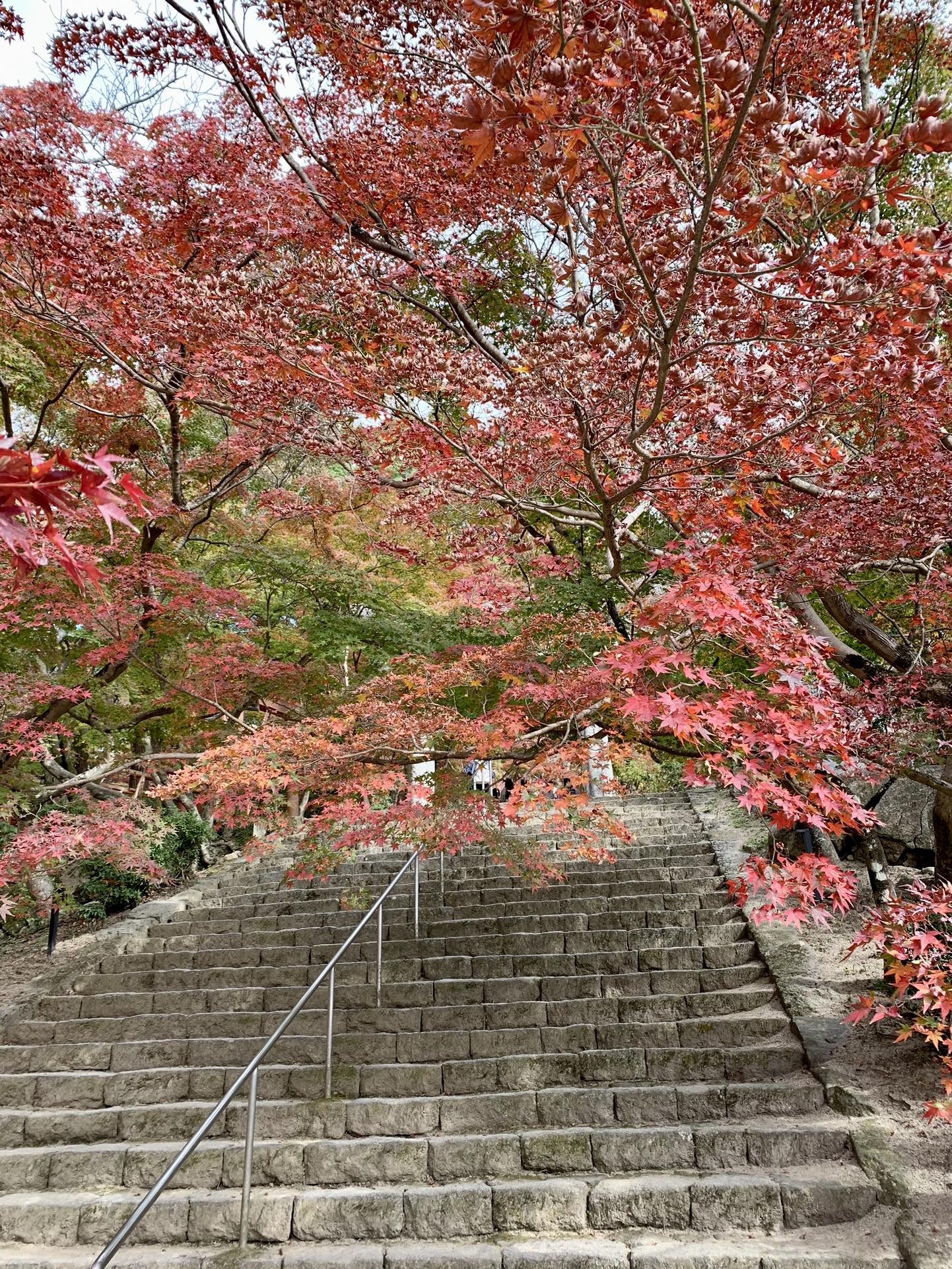 紅葉の竈門神社から宝満山 Mookさんの宝満山 三郡山 若杉山の活動データ Yamap ヤマップ