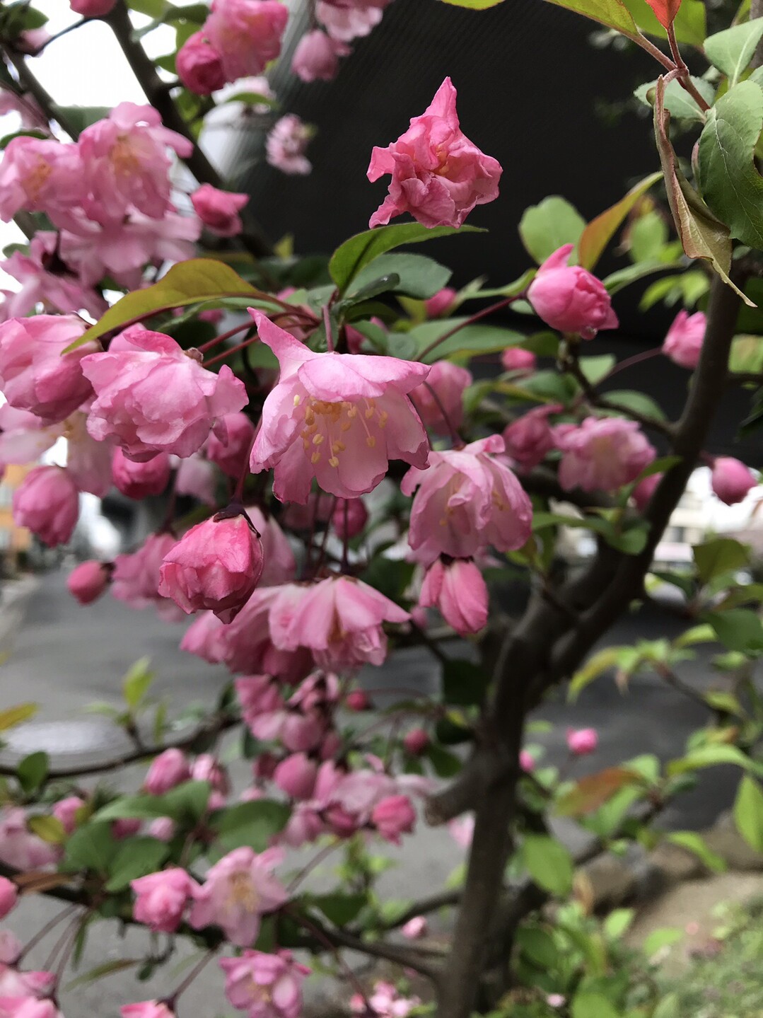 桜咲く二ヶ領用水宿河原堀を散策 ずおずおむさんの東京都23区 西エリアの活動日記 Yamap ヤマップ