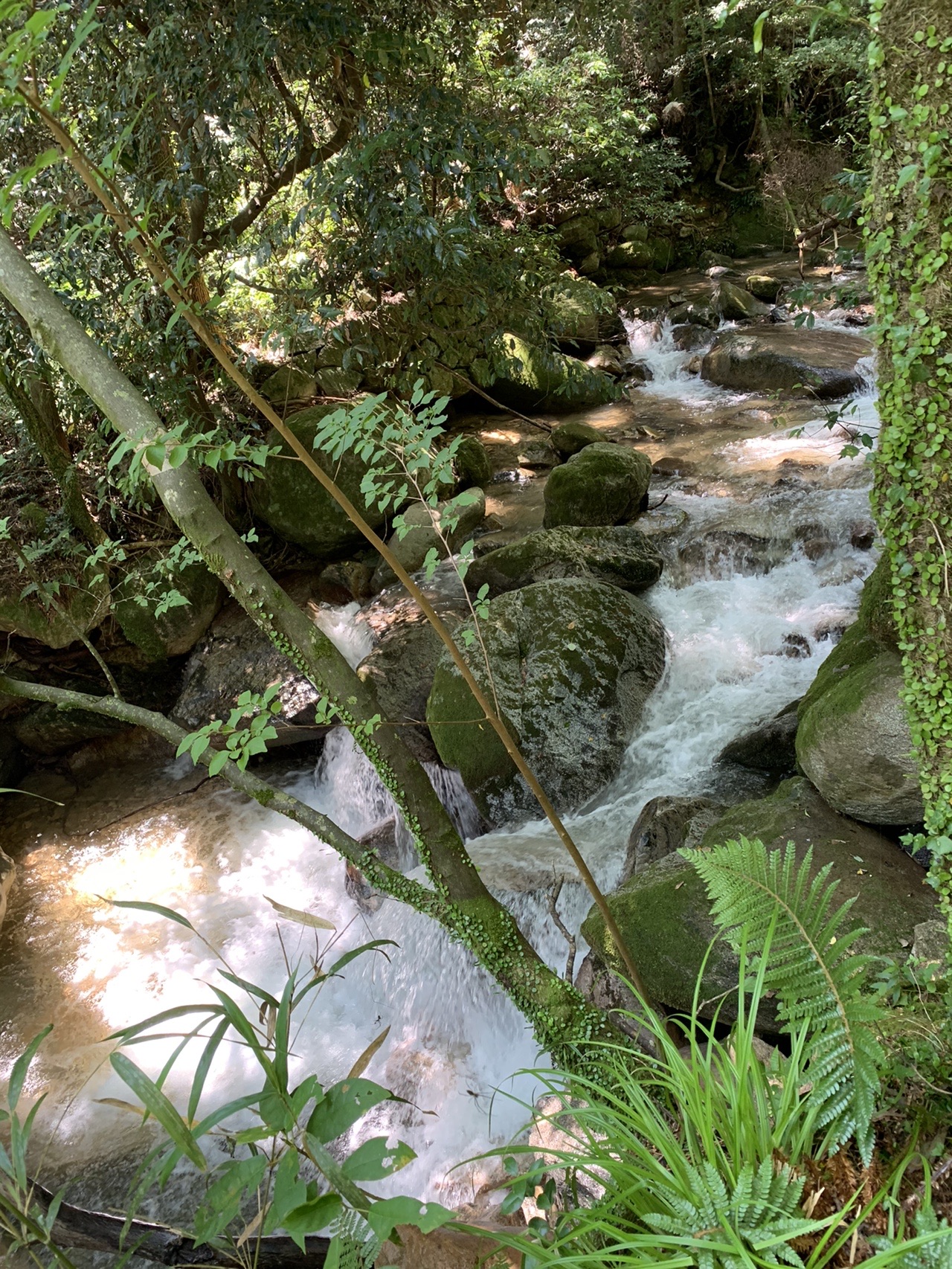 城山 からの四阿屋あずまや涼み 山モリソンさんの九千部山 石谷山の活動データ Yamap ヤマップ