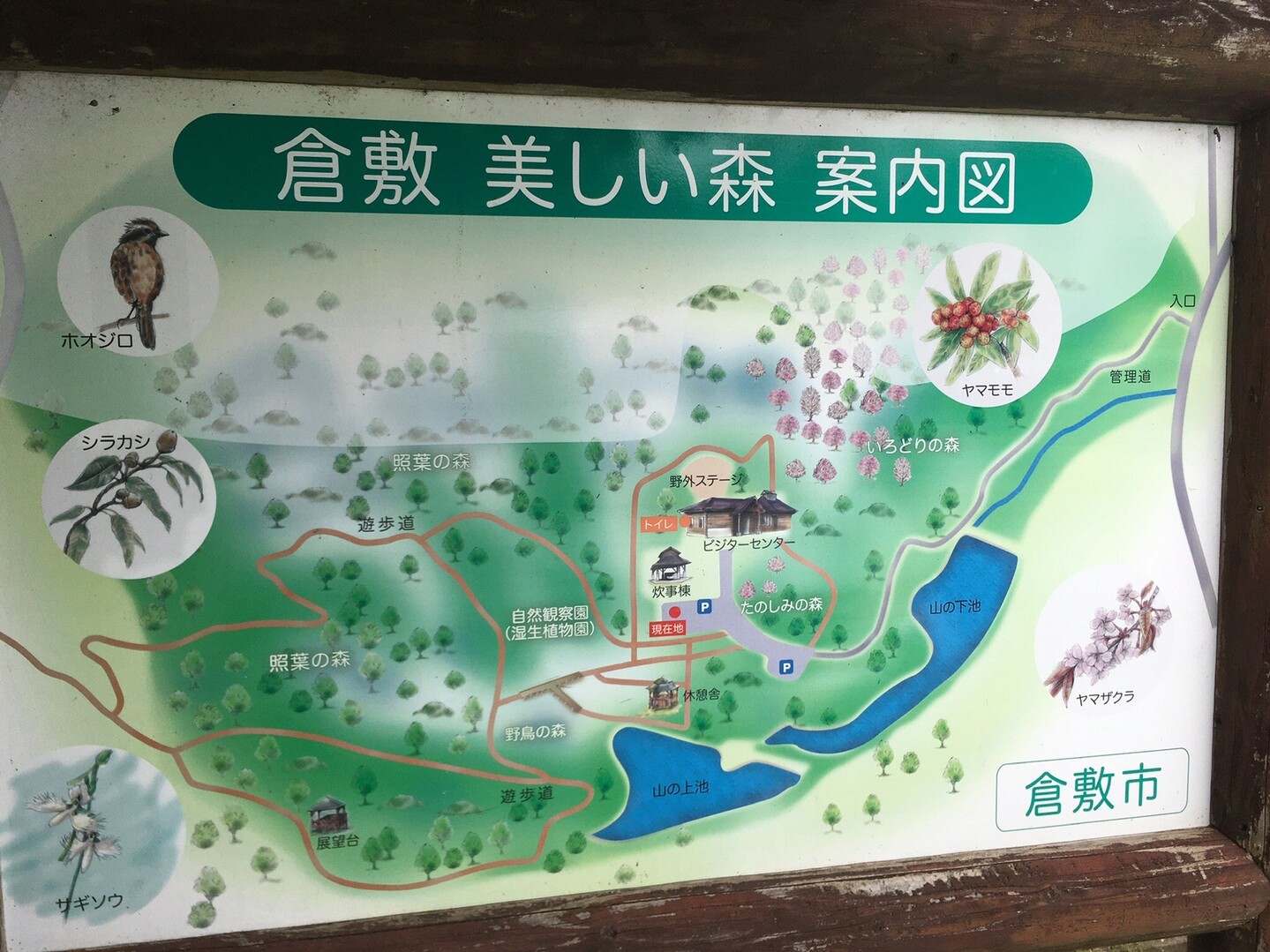 山王山 種松山 初見の眺望にテンションアップも野草園の惨状に絶句 0712 Cinq Kameyamaさんの倉敷市 水島 児島エリアの活動日記 Yamap ヤマップ