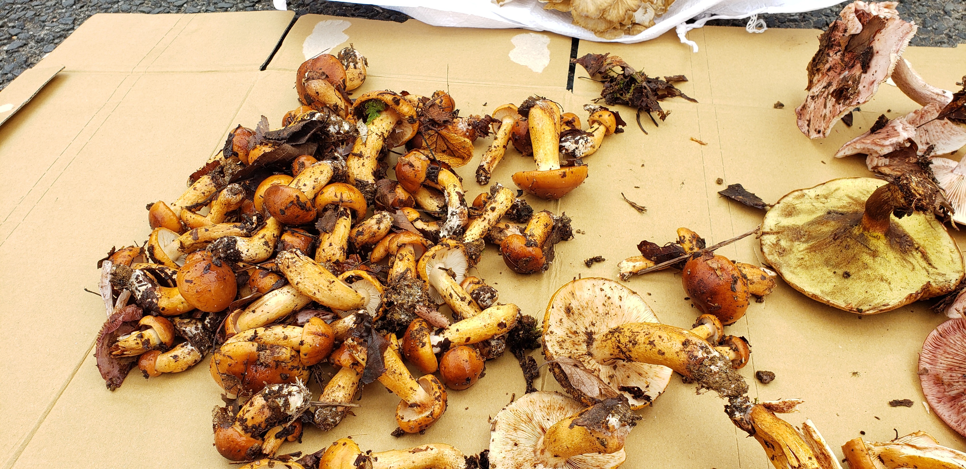 キノコ採り 1010 ちょぼこさんの白鷹山 東黒森山 西黒森山の活動データ Yamap ヤマップ