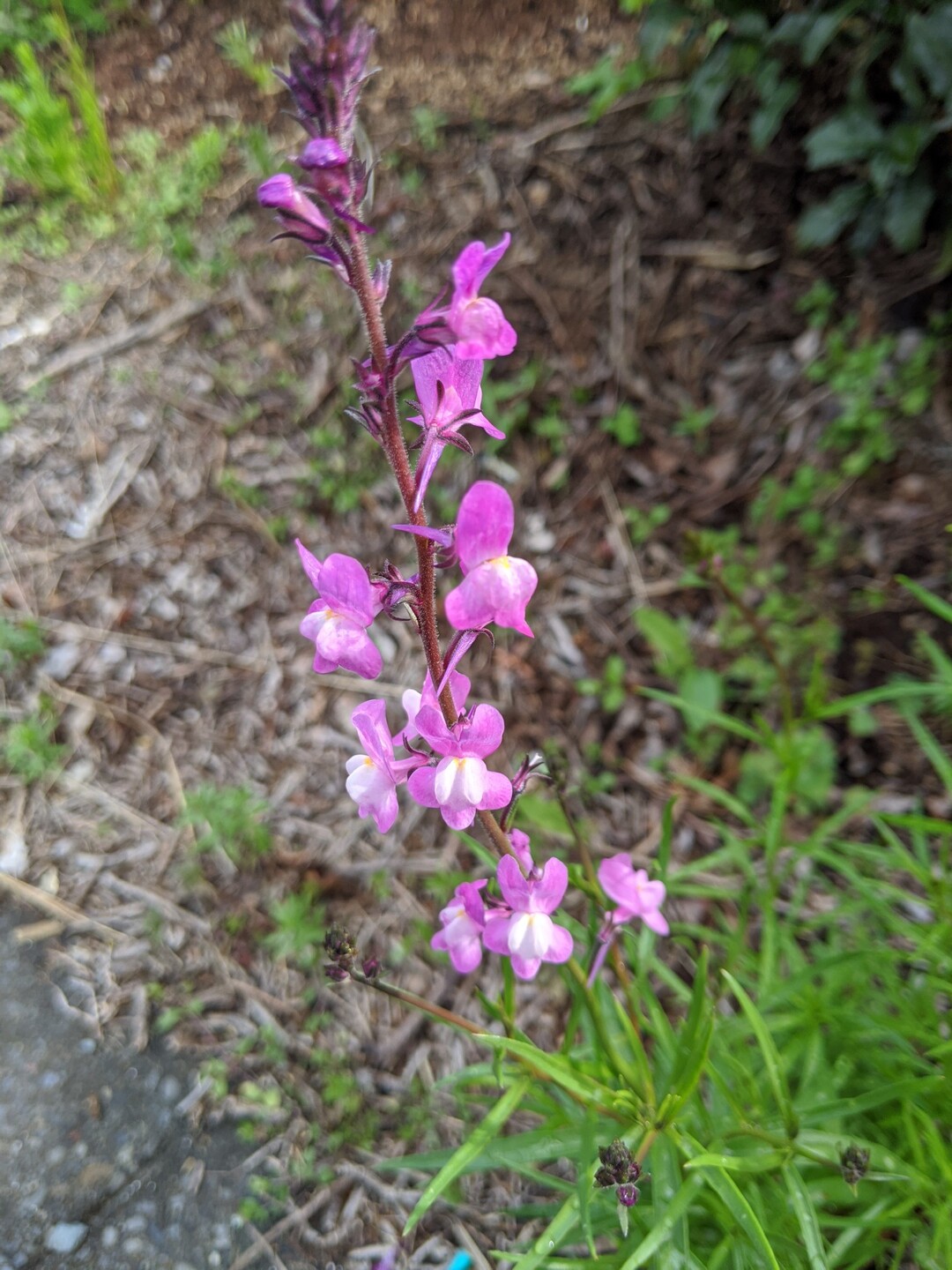 岩井寺隧道 散歩 チュンタさんの小笠山の活動日記 Yamap ヤマップ