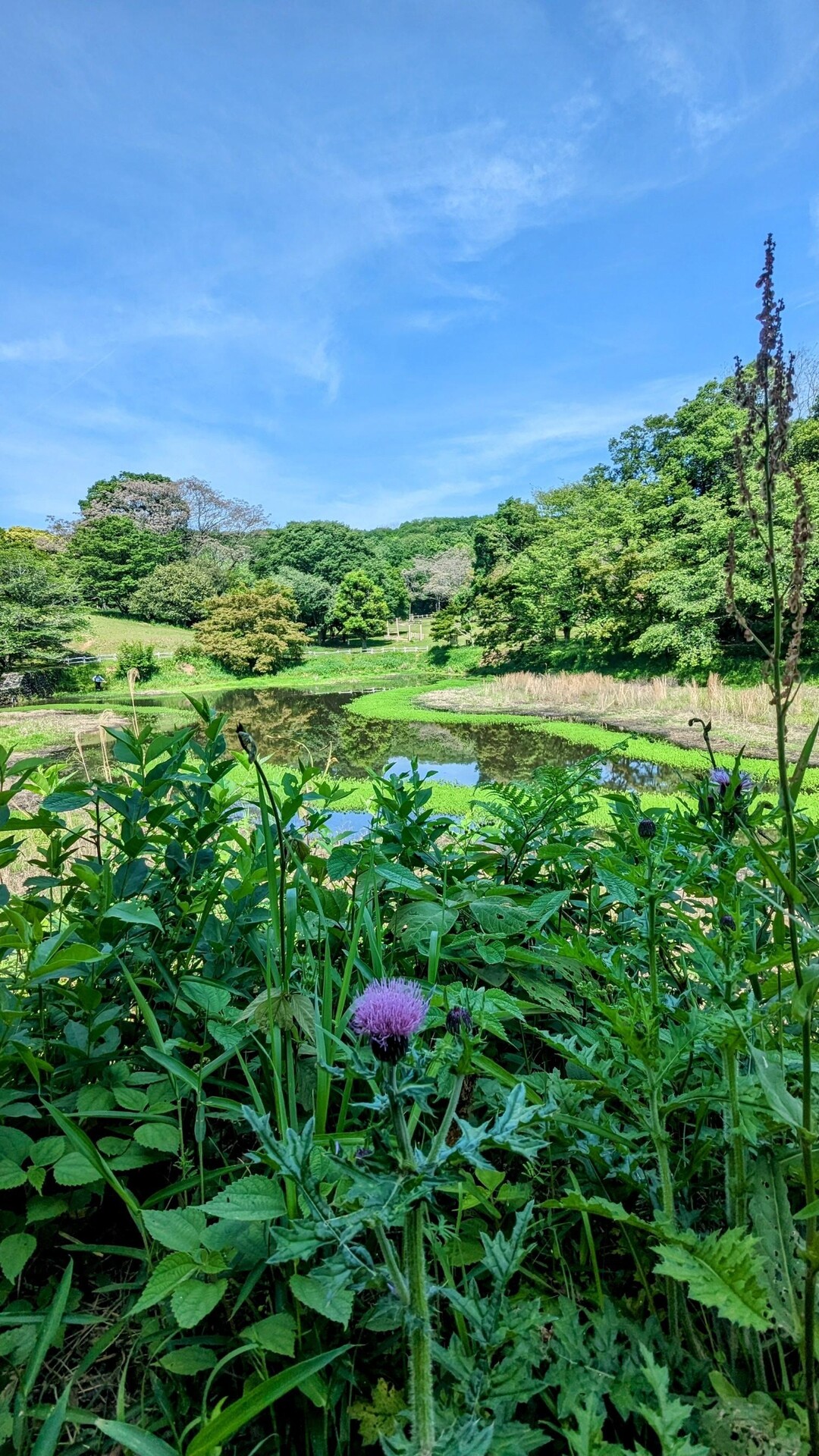 娘と立田山をお散歩 / みっちさんの立田山の活動データ YAMAP / ヤマップ