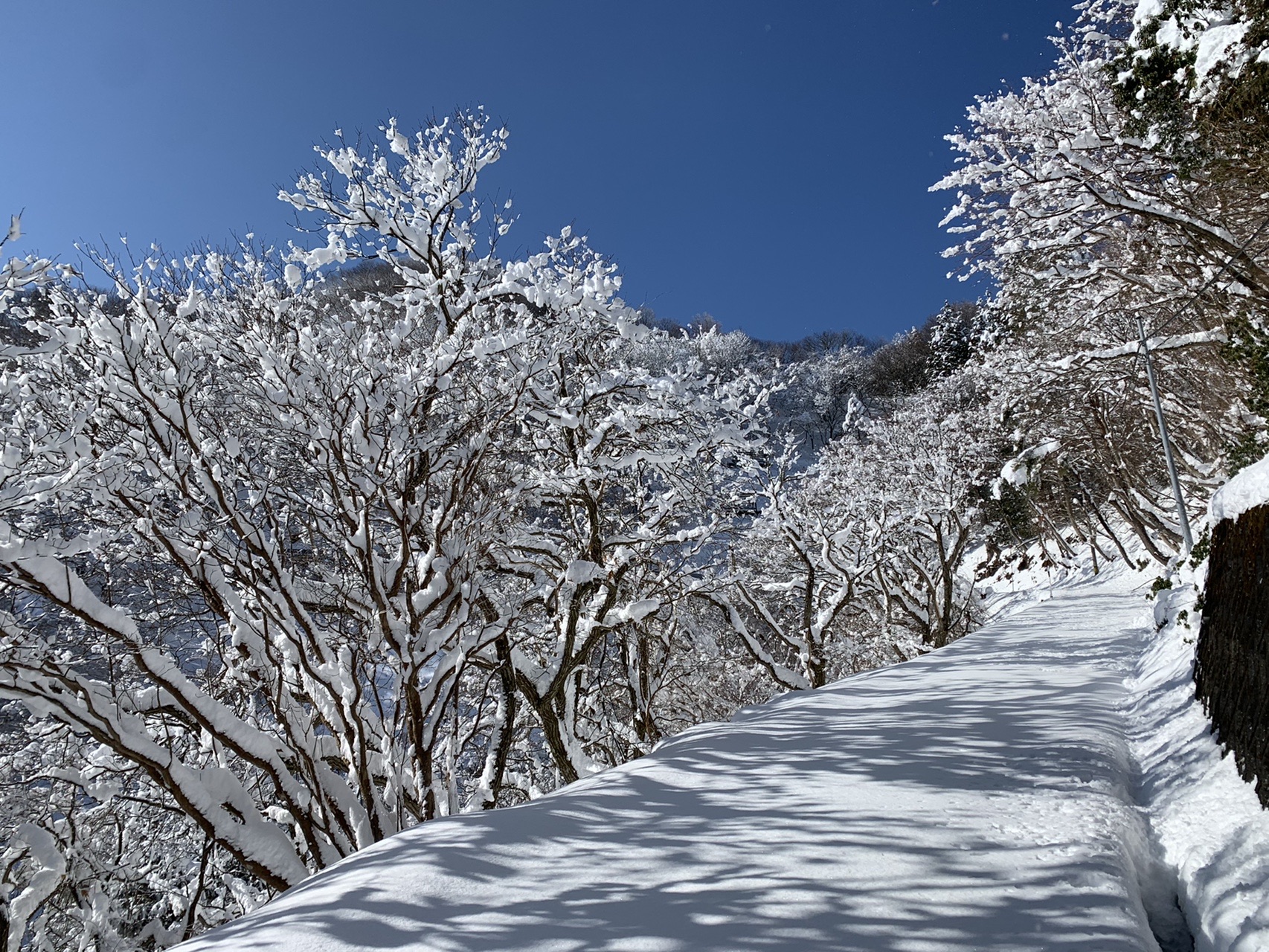 雪の粟鹿山 無念の撤退 からの青垣町セツブンソウ祭り O 冬の丹波里山巡り 第3弾 Koe Sunさんの粟鹿山の活動日記 Yamap ヤマップ