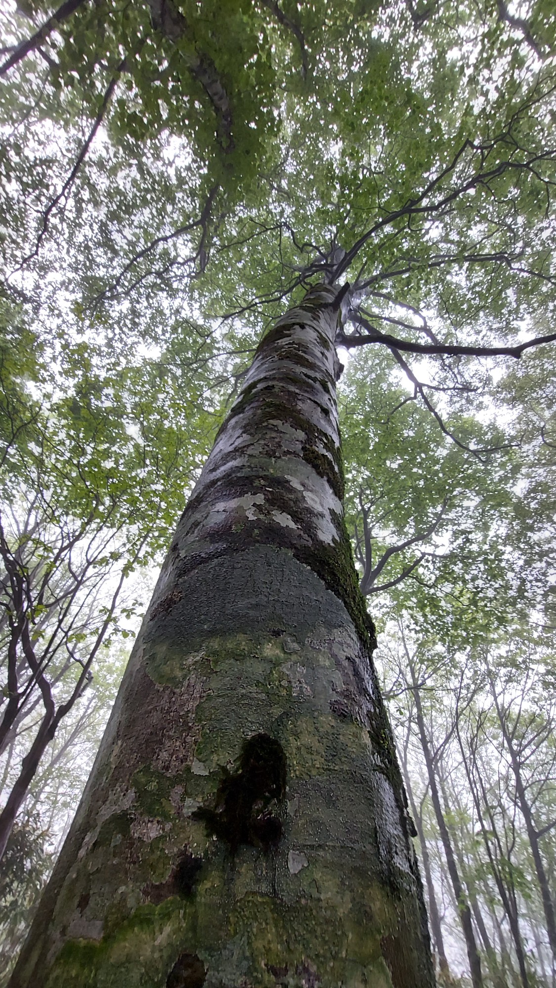 雨ににしっとり濡れたブナの木 すぅーと幹 もちっ子あつこさんのモーメント Yamap ヤマップ