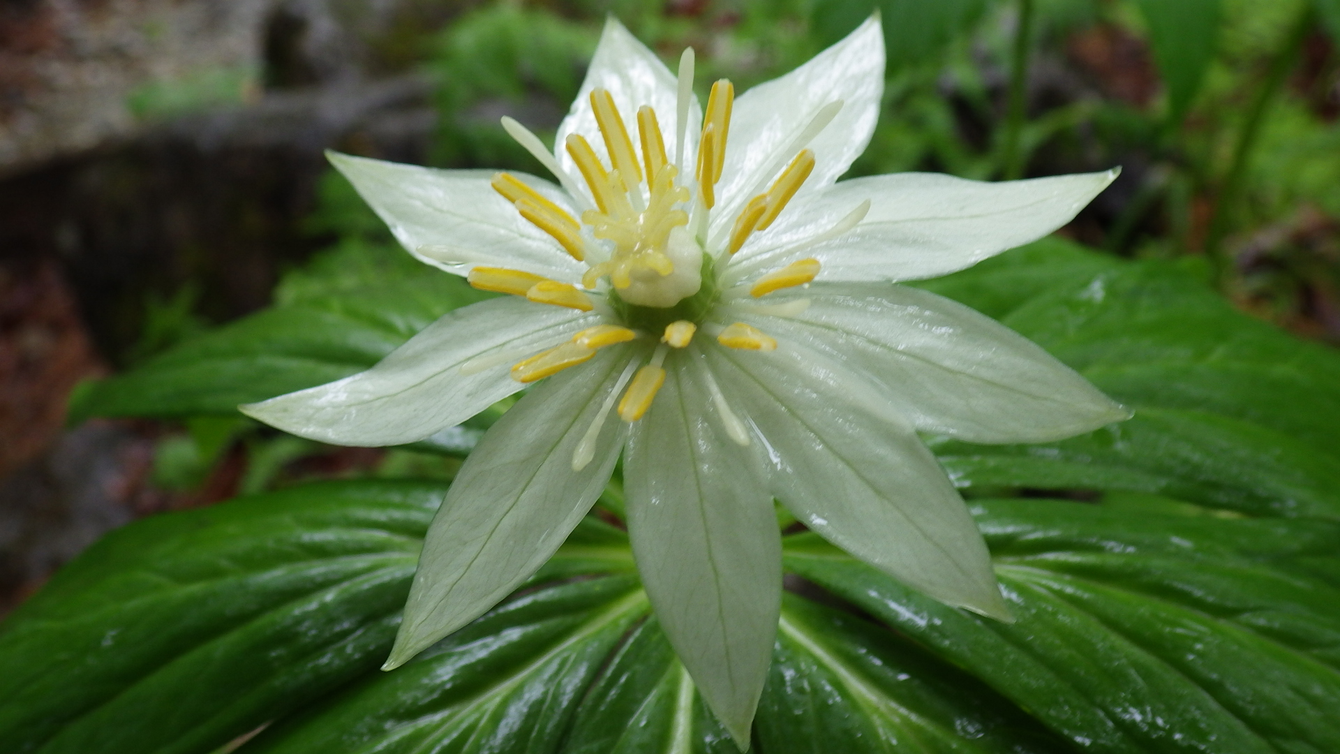 雨 花の白馬尻 06 13 Yudoburiさんの白馬岳 小蓮華山の活動データ Yamap ヤマップ