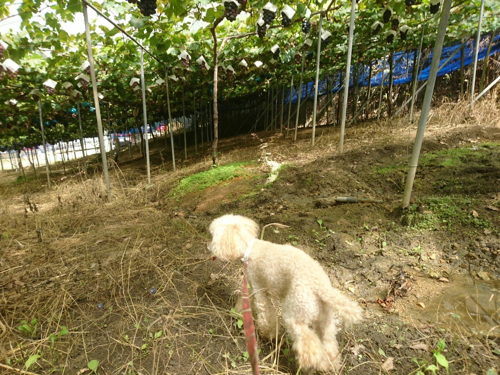 柏原市 愛犬同伴 ぶどう狩り ゆうさんの明神山 玉手山の活動日記 Yamap ヤマップ