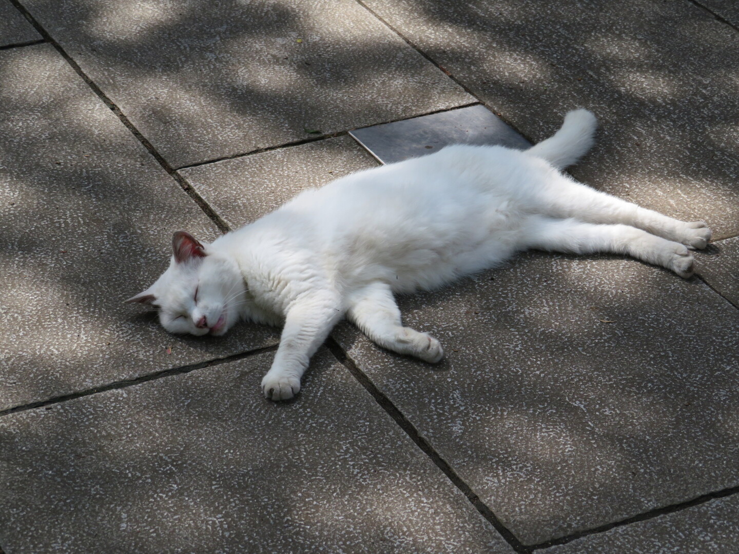 マイカさん愛宕山の出世の石段を登る 白猫マイカさんの東京都23区 中央エリアの活動日記 Yamap ヤマップ