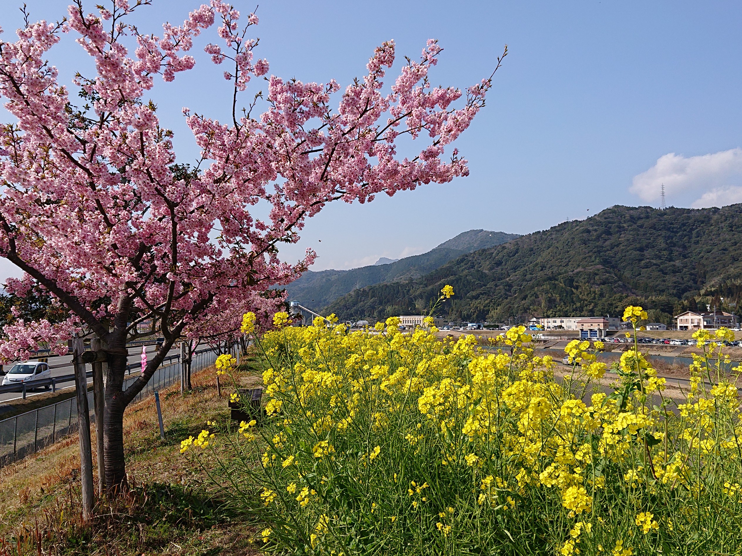 延岡花物語 このはなウォーク 徳マンさんの愛宕山の活動データ Yamap ヤマップ