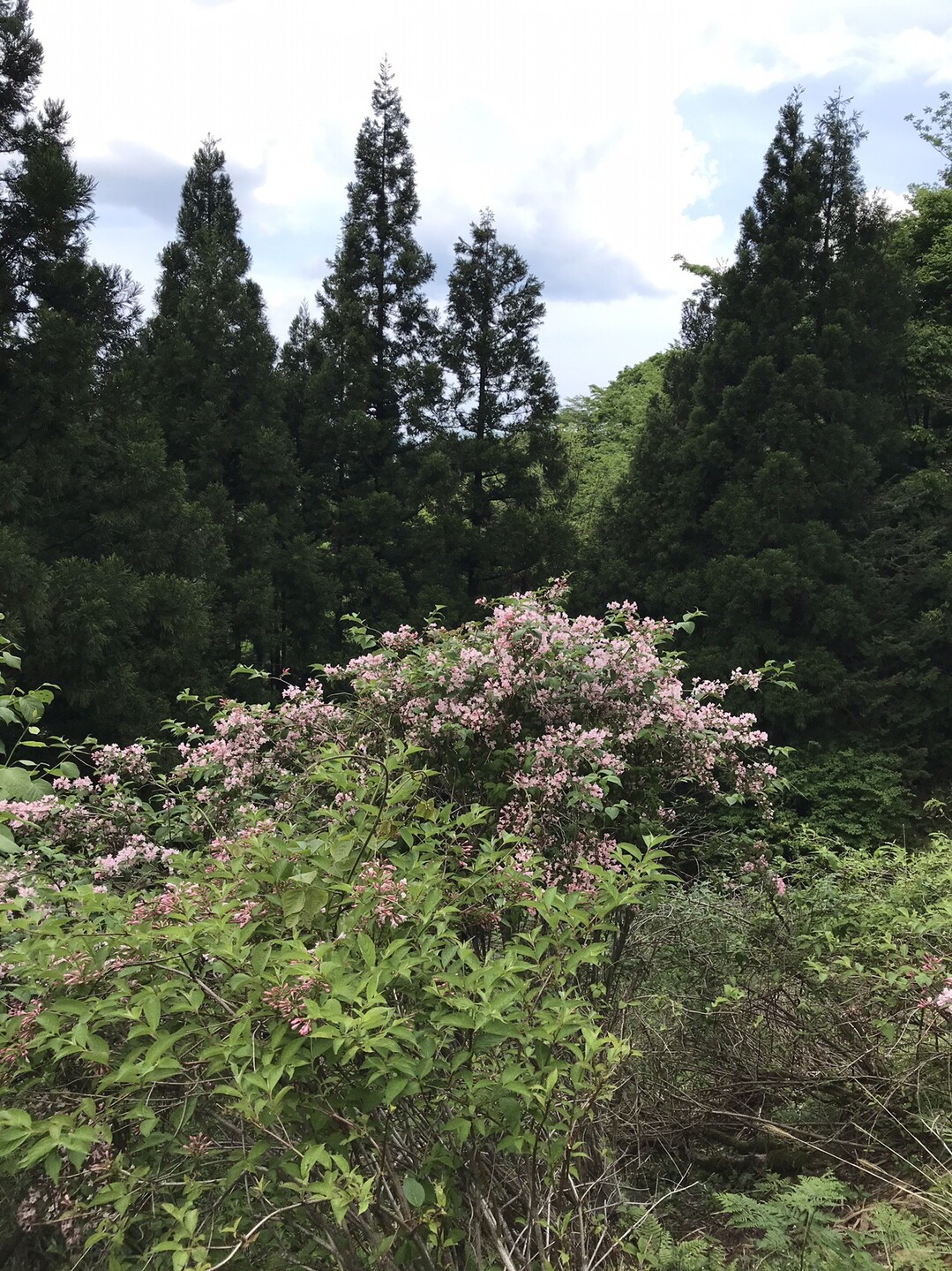 シワガラの滝 桂の滝19 05 16 扇ノ山の写真7枚目 ピンクのウツギ Yamap ヤマップ